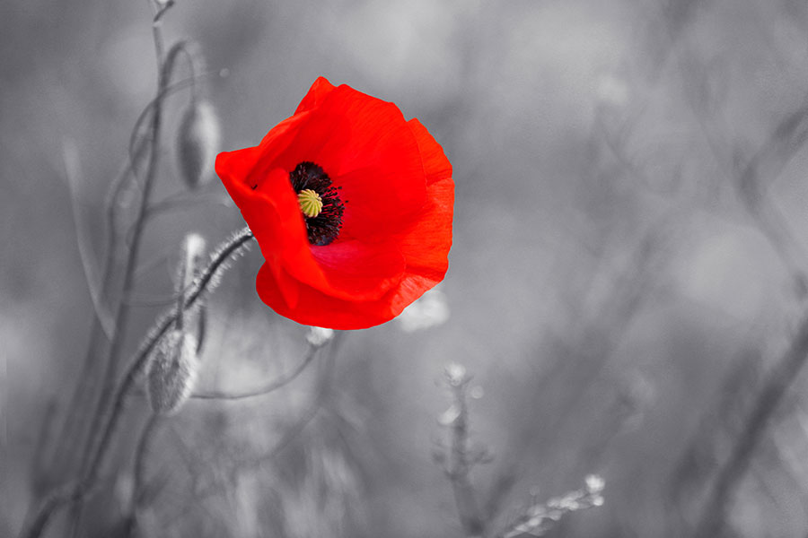Remembrance Day